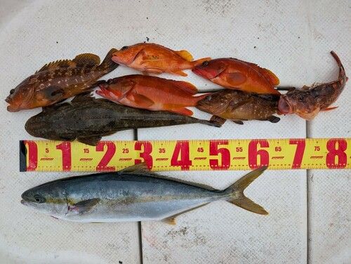 マゴチの釣果
