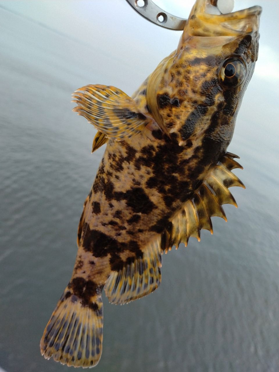 タケノコメバル