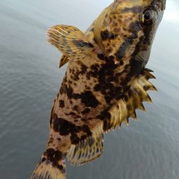 タケノコメバル