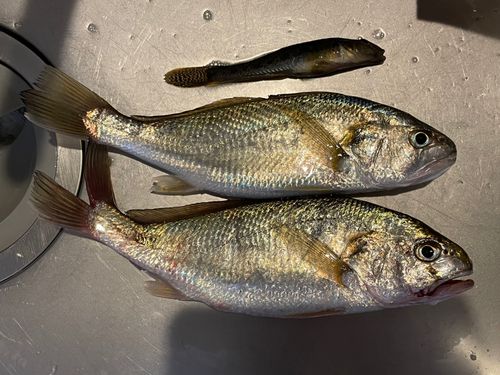 イシモチの釣果
