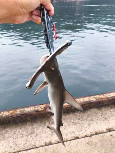 ハンマーヘッドシャーク