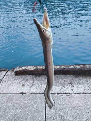ハモ