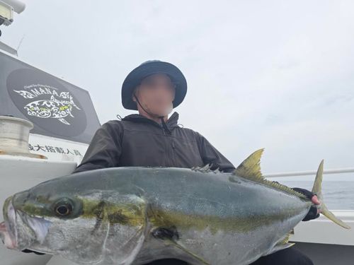 ヒラマサの釣果