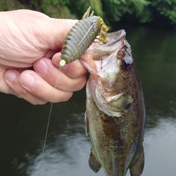 ラージマウスバス