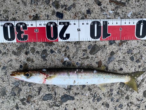 アカカマスの釣果