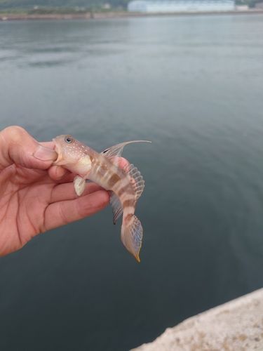 イトヒキハゼの釣果