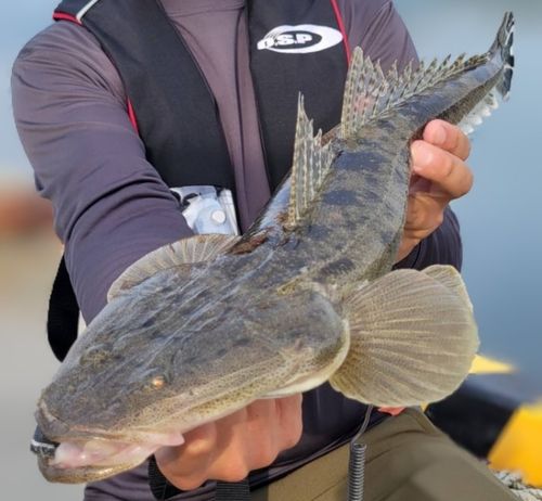 マゴチの釣果