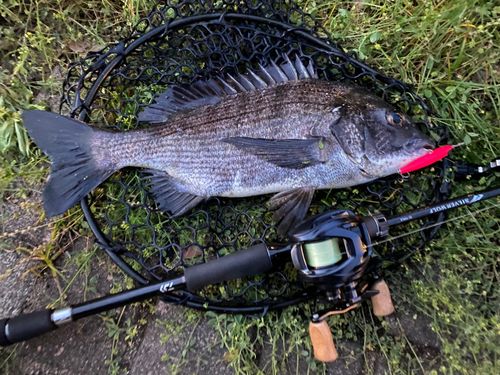 チヌの釣果