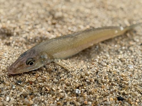 シロギスの釣果