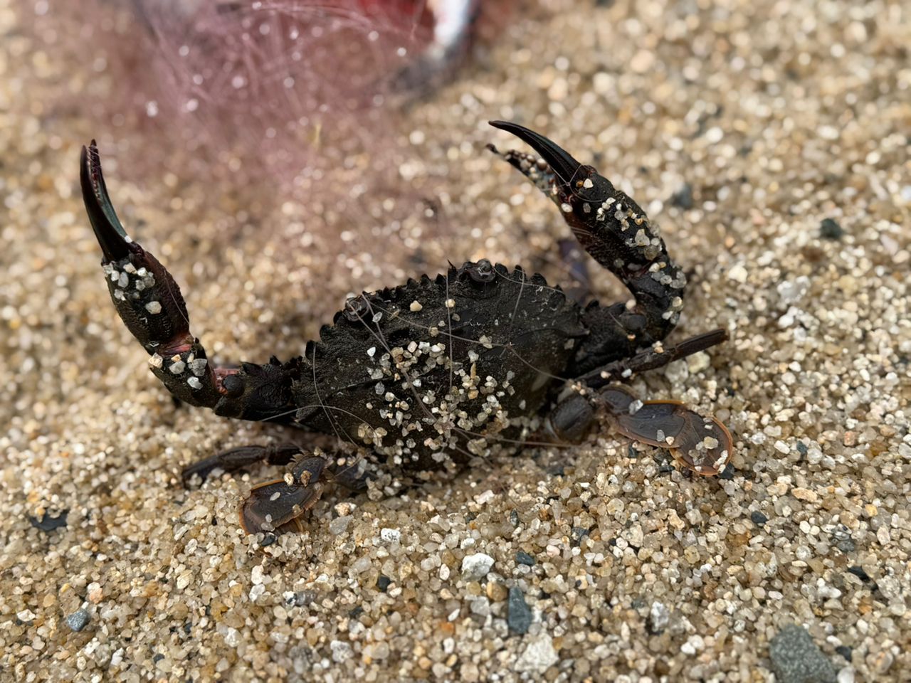 シロギス