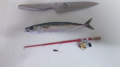 ゴマサバの釣果