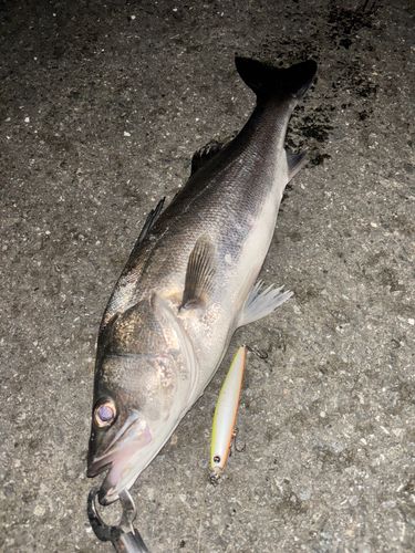 シーバスの釣果