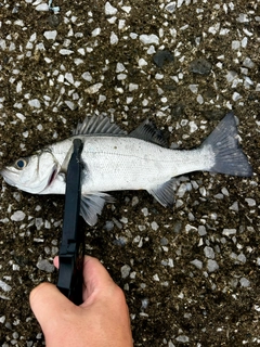 ヒラスズキの釣果