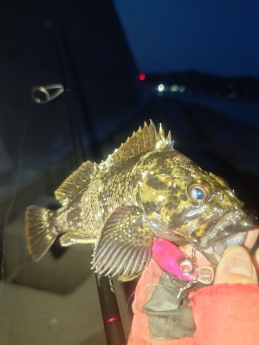 ムラソイの釣果