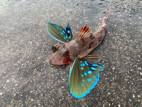 ホウボウの釣果