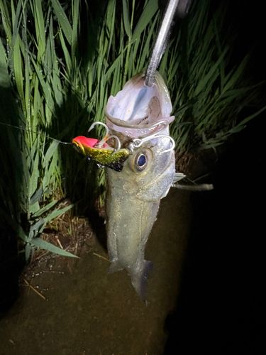 セイゴ（マルスズキ）の釣果