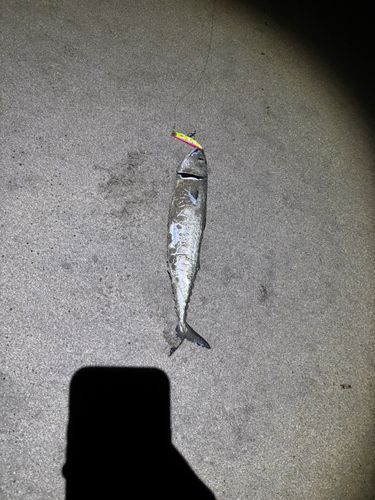 釣果