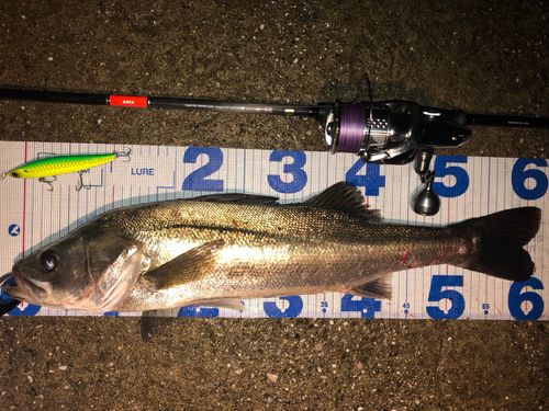 シーバスの釣果