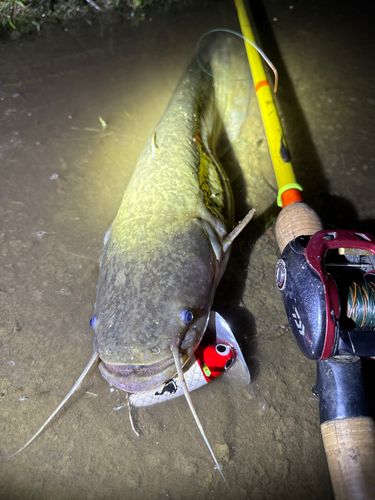 ナマズの釣果