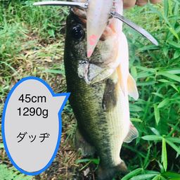 ブラックバス