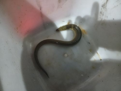 ウナギの釣果