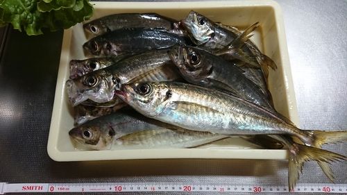 アジの釣果