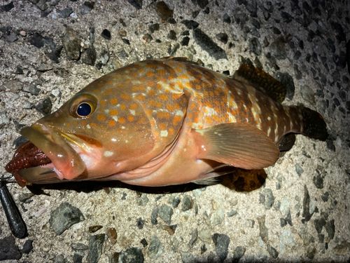 アコウの釣果