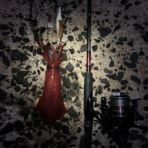 ケンサキイカの釣果