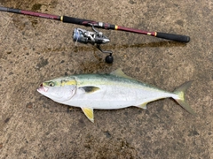 ワラサの釣果