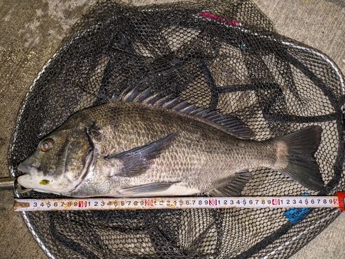 クロダイの釣果