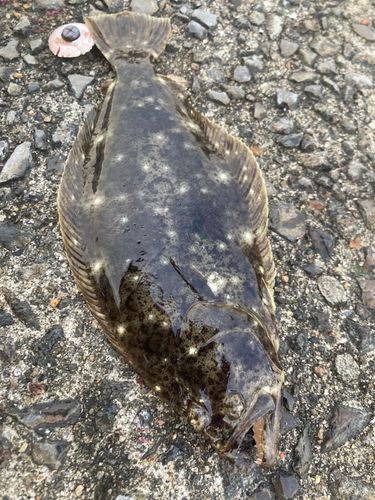 ソゲの釣果