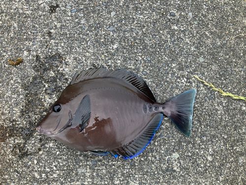 サンノジの釣果