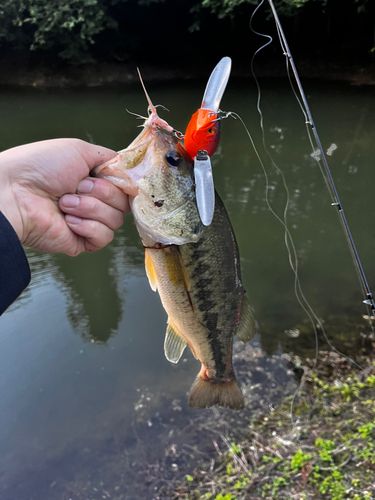 ブラックバスの釣果