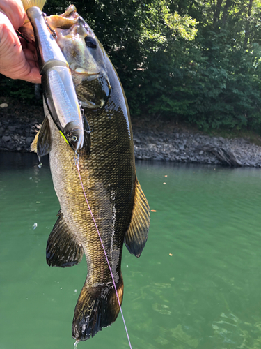 スモールマウスバスの釣果