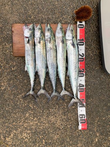 サゴシの釣果
