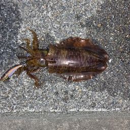 アオリイカ