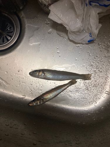 シロギスの釣果