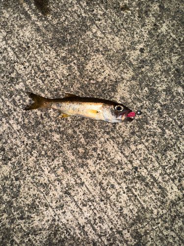 ムツの釣果