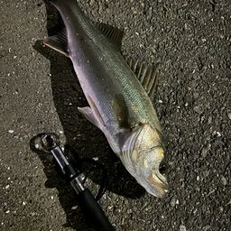 シーバス
