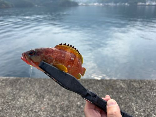 アカハタの釣果