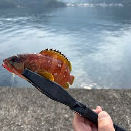 アカハタ