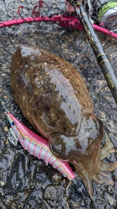 コウイカの釣果