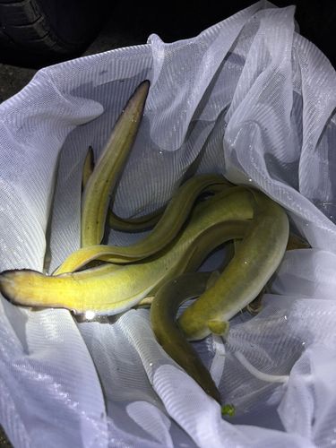 ウナギの釣果