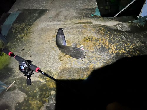 ナマズの釣果