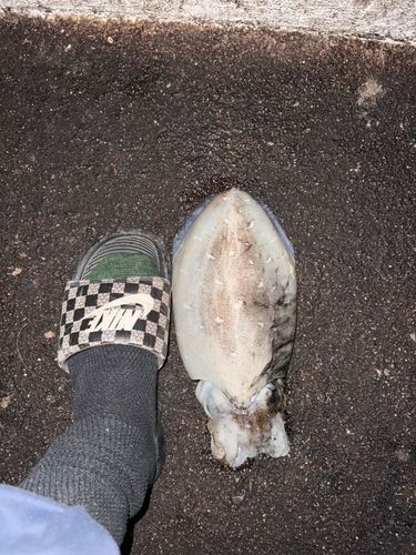 モンゴウイカの釣果