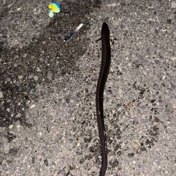 アナゴ