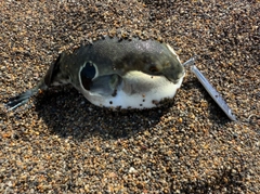 トラフグの釣果