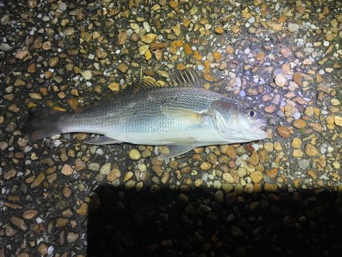 イシモチの釣果