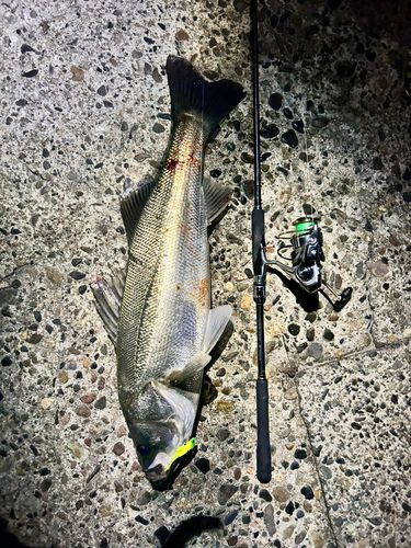 スズキの釣果