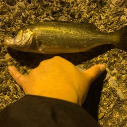 セイゴ（マルスズキ）